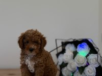 Toypoodle Dişi Erkek Bebekler