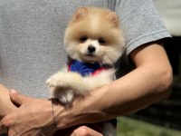 Yavru Pomeranian Boolarımız
