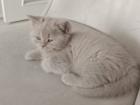 2 aylık dişi british shorthair