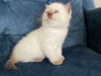 Muhteşem güzellikte british shorthair yavru