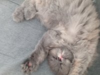 Kızımız 2,5 aylık british longhair