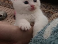 Sevdiğiniz için en güzeli british shorthair
