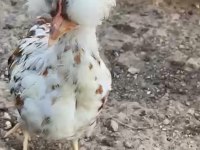 SÜS VE KÖY TAVUĞU