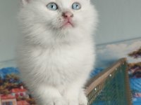 Munchkin Cüce Kediler