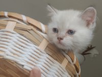 Blue point british shorthair yavrular