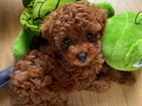 Teddy Surat Kore Kan Sağlıklı Kore Toy Poodle Yavru