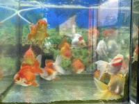 Renk renk oranda balıklar