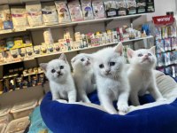 BİBLO GÜZELLİĞİNDE BEMBEYAZ BRİTİSH SHORTHAİR