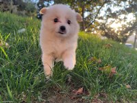 Tilki Surat Pomeranian