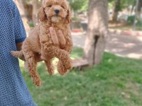 Pet eğitimli poodle yavrular