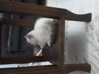 2 aylık british longhair