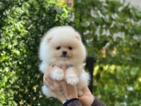 Pomeranian Boo Yavrularımız
