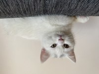 Beyaz british shorthair