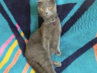 Pakize hanıma sahip arıyoruz scottish fold