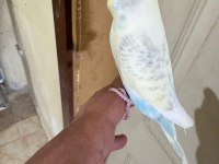 29 günlük konuşturmalık erkek bebek muhabbet kuşu