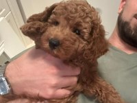 50 günlük dişi toy poodle