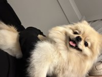 Erkek Pomeranian En Küçük Boy