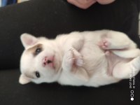 Elma kafa ve küt burun teacup chihuahua yavru
