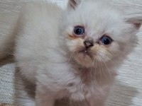 Tatlı gofret british longhair yuvasında