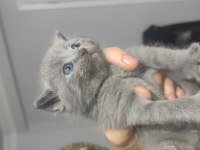Hemen teslim mükemmel scottish fold tuvalet eğitimli