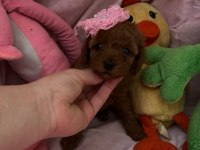 Toy poodle 2 aylık