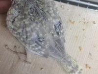 EL BESLEME SULTAN PAPAĞANI BEBELER