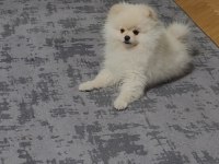 Pomeranian boo 5 aylık erkek