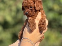 ÇİŞ EĞİTİMLİ TOY POODLE BEBEKLER 
