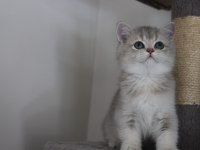 AY11 Erkek British Shorthair Blue Golden