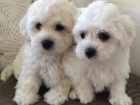 Tarım ve orman bakanlığı ruhsatlı maltipoo ve maltese