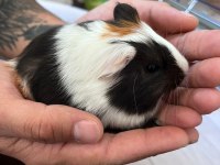 1 Aylık Guinea Pig Yavrular
