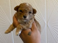 KORE MALTİPOO YAVRULARIMIZ