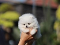 TEDDY BEAR POMERANİAN YAVRULARI