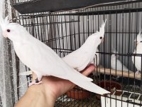İster tek ister toplu albino sultan papağanı