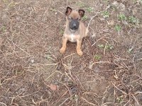 Orijinal malinois köpeği
