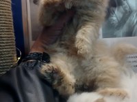 POFUDUK SHOW CLASS İRAN KEDİSİ BEBEK