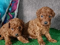 Toy poodle yavrularımız