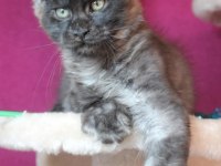 Safkan Ns Maine Coon erkek yavru