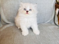 RENGARENK CHİNCHİLLA KEDİSİ