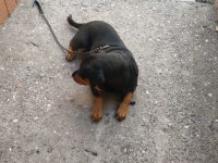 Acil Yuva Rottweiler