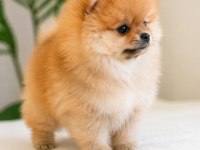 Pomeranian yavrumuz için açıklamayı okuyun lütfen