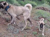 2 Buçuk Aylık KANGAL