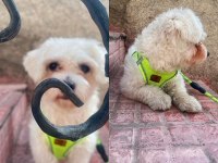 A KALİTE MALTESE TERRİER