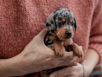 MİNİ DACHSHUND BEBEKLER ÇİFTLİĞİMİZDEN A KALİTE