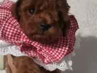 Toy poodle yavru