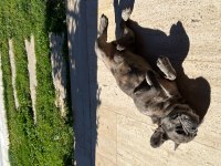 8 Aylık Özel Renkte French Bulldog Erkek