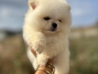 Kar Beyaz Pomeranian Bebekler