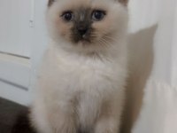 Kedilerimiz 2 aylık scottish fold