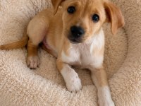Jack Russell İle Pinscher Melezi