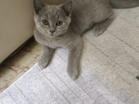 British shorthair yavru kediler